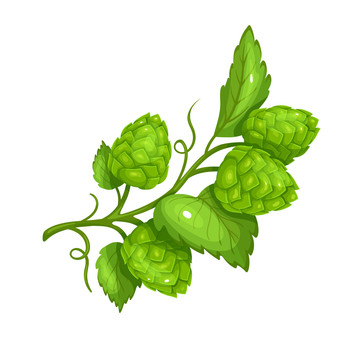 植物啤酒花插图