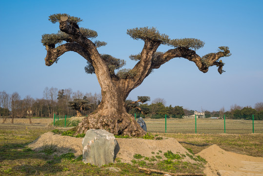 油橄榄树