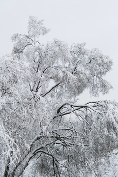 大雪中的树