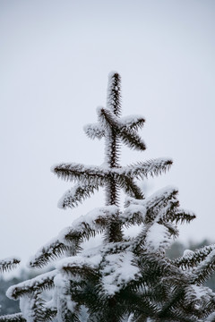 松树上的雪