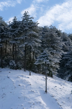 松树林雪景