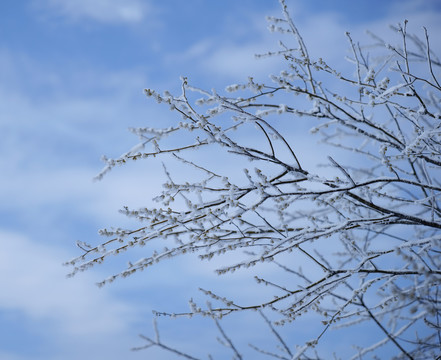 树枝上的积雪