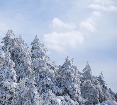 被雪覆盖的树