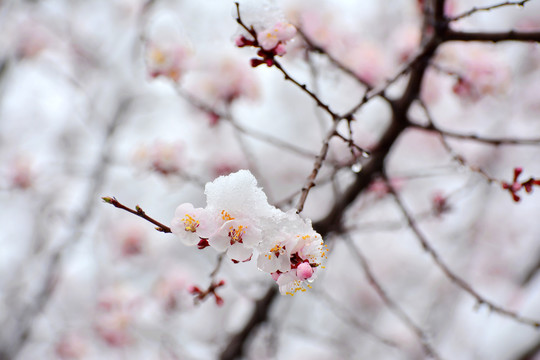 杏花雪