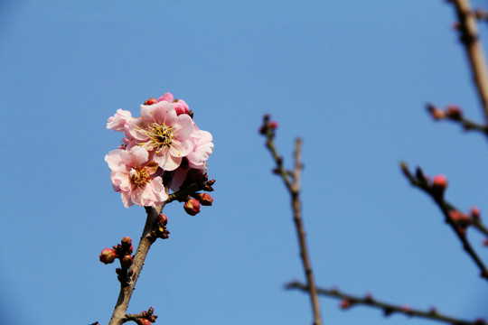 盛开的梅花