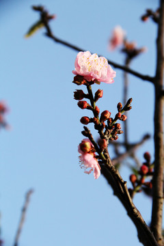 盛开的梅花
