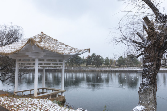 昆明大观公园积雪亭子烟柳荷塘