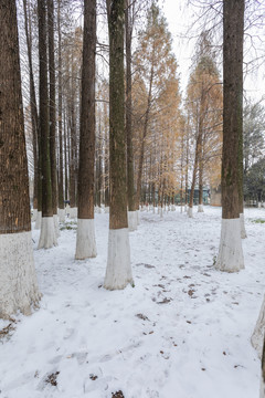 水杉林雪地