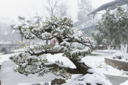 松树积雪