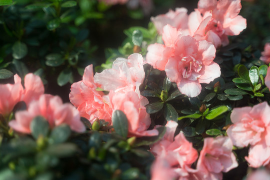 花丛中粉红色杜鹃唯美花朵盛开