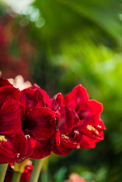 一簇鲜艳朱顶红红色花朵盛开