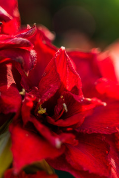 红色朱顶红花朵盛开