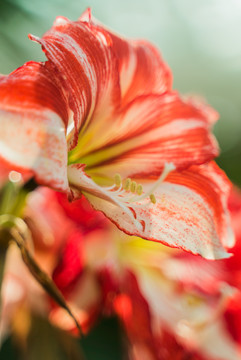 红色朱顶红花朵盛开特写