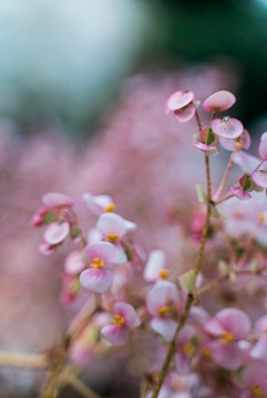 枝头开满樱花粉色小花