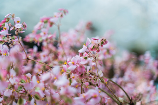 枝头开满樱花粉色小花