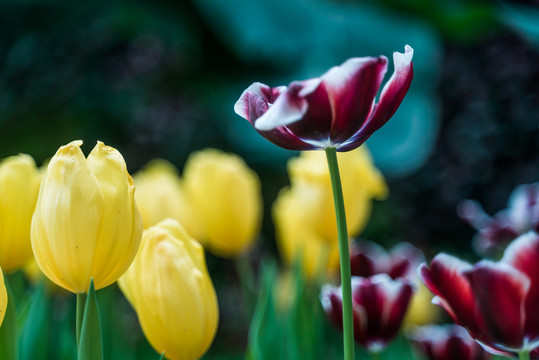 郁金香花丛中一朵红花盛开