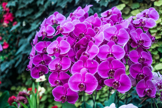 紫色蝴蝶兰花丛花朵盛开特写