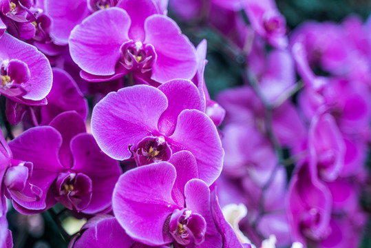 紫色蝴蝶兰花丛盛开特写