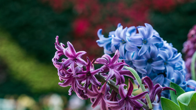 花丛中风信子紫色鲜花盛开