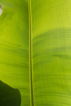 热带植物芭蕉叶大叶脉络特写