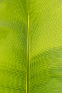 热带植物芭蕉叶脉络特写