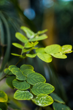 绿植嫩芽特写