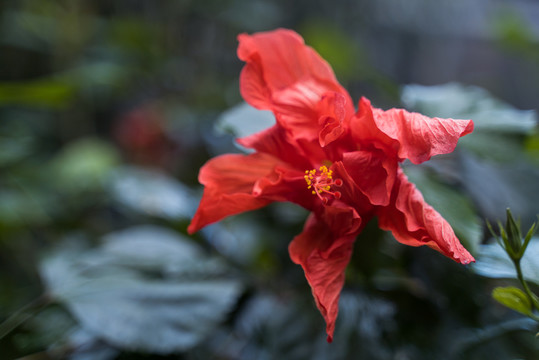 重瓣朱槿红色花朵盛开