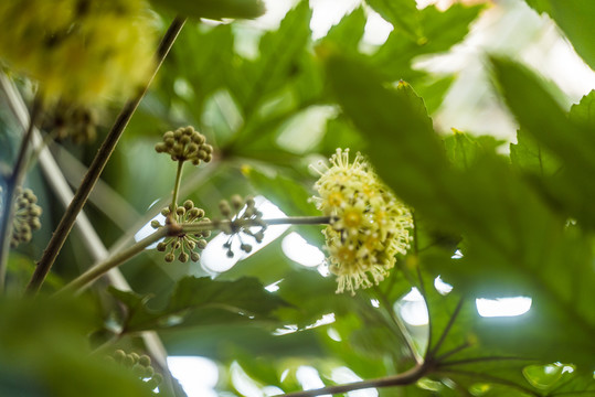 热带植物开花结果实