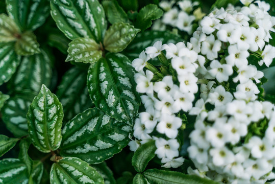 热带绿植开白花