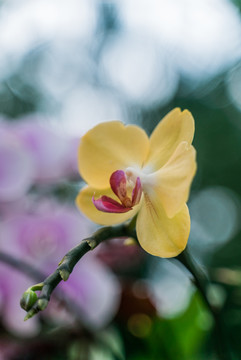 黄色蝴蝶兰花朵盛开