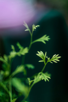 胡萝卜绿植嫩芽特写