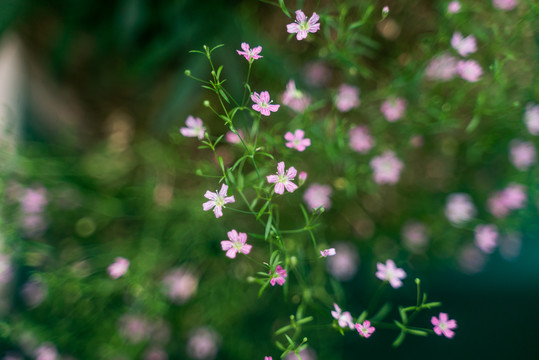 秋花葱兰野花微距特写