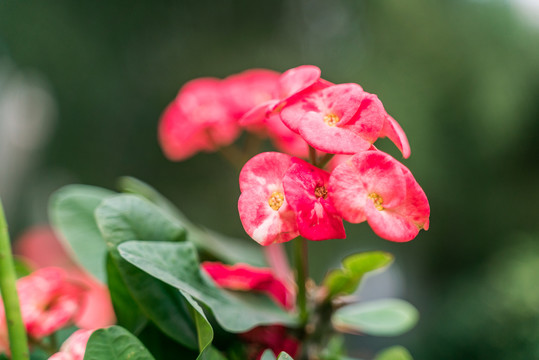 热带绿植仙人掌花摄影特写