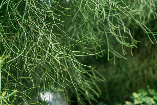 仙人掌科盆栽芦荟特写