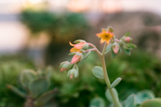 热带绿植仙人掌花摄影特写