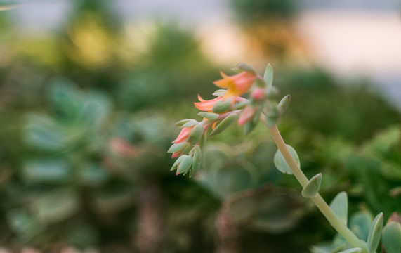 热带绿植仙人掌花摄影特写