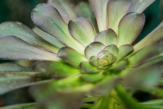 热带绿植仙人掌花摄影特写