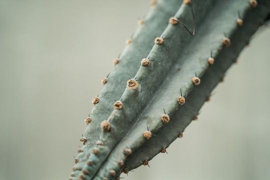 热带植物仙人掌科绿植