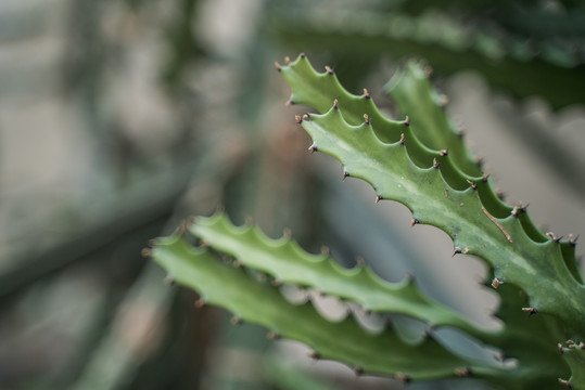 热带植物仙人掌科绿植