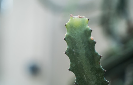 热带植物仙人掌科绿植