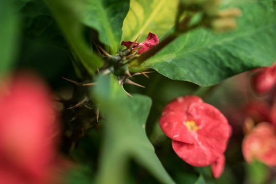 热带绿植仙人掌开花