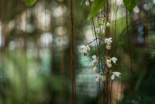 白色樱花特写