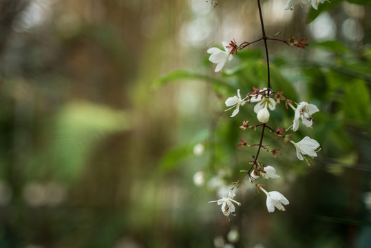 樱花小花特写