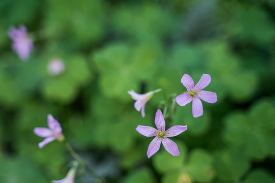 盛开的秋花葱兰紫色小花