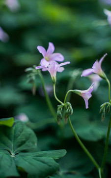 草丛中的秋花葱兰鲜花