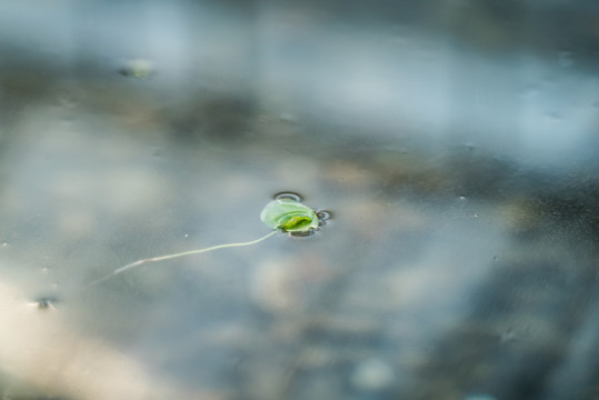 水中倒影的绿叶