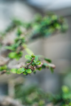 草丛中的樱花盛开