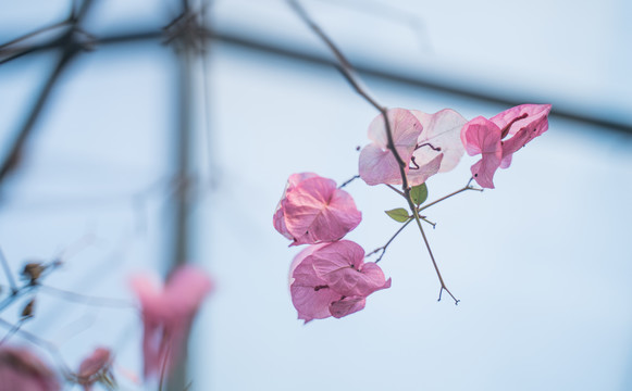 盛开的三角梅粉色花朵摄影特写