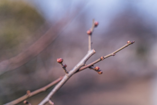 腊梅枝头开黄花