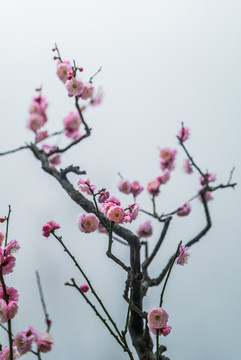 盛开的梅花